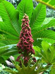 Ricinus communis