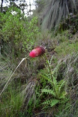 Cirsium ehrenbergii