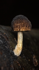 Pluteus jaffuelii