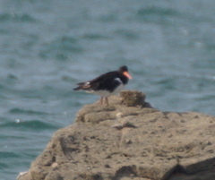 Haematopus ostralegus