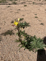 Oenothera villosa