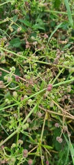 Galium aparine