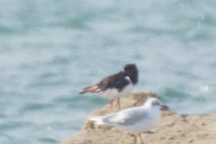 Haematopus ostralegus