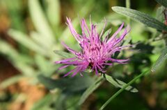 Centaurea montana
