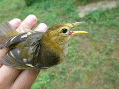 Ploceus sanctithomae