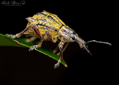 Hybreoleptops tuberculifer