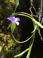 Gentianopsis holopetala