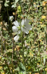 Sidalcea candida