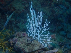 Eunicella singularis