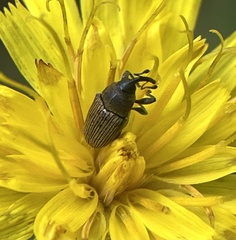 Odontocorynus umbellae