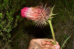 Cirsium ehrenbergii