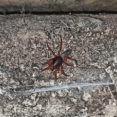 Araneae