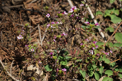 Diplacus torreyi