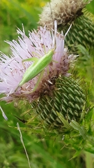 Oecanthus forbesi