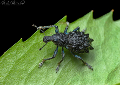 Megalometis spinifer