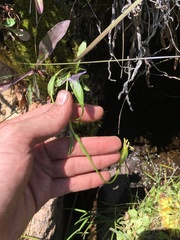 Gentianopsis holopetala
