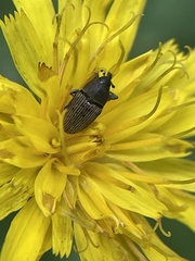Odontocorynus umbellae