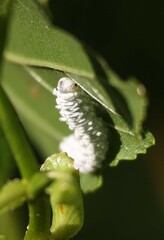 Symphyta