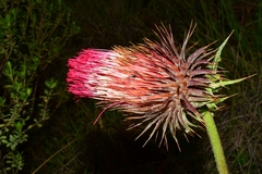 Cirsium ehrenbergii