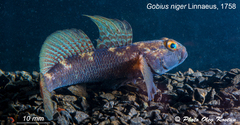 Gobius niger