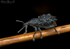 Megalometis spinifer