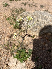 Sisymbrium altissimum