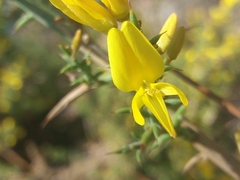 Ulex