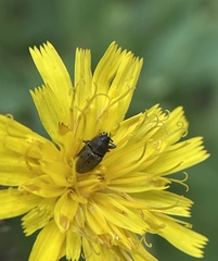 Odontocorynus umbellae