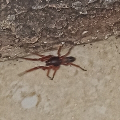 Araneae