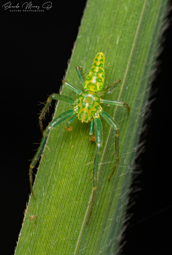 Gnolus limbatus