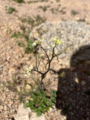 Sisymbrium altissimum