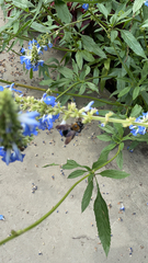 Xylocopa virginica virginica