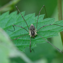 Mitopus morio