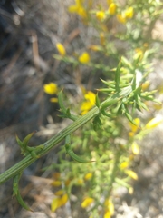 Ulex