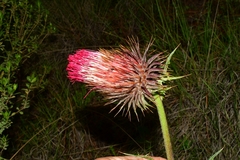 Cirsium ehrenbergii
