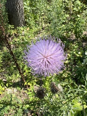 Cirsium discolor