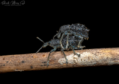 Megalometis spinifer