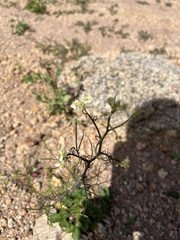 Sisymbrium altissimum