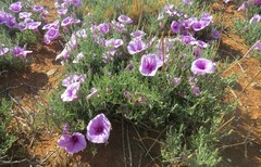 Ipomoea oenotheroides