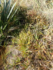 Juncus lomatophyllus