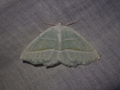 Campaea margaritaria