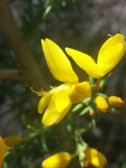 Ulex