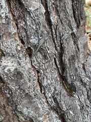 Sceloporus undulatus