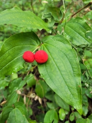 Prosartes trachycarpa