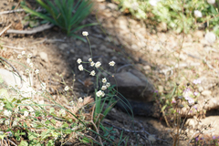 Eriogonum nudum