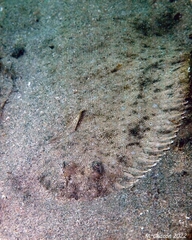 Solea senegalensis