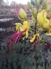 Erythrostemon gilliesii