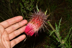 Cirsium ehrenbergii