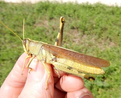 Schistocerca obscura