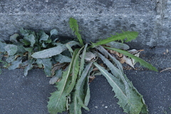 Podosphaera erigerontis-canadensis